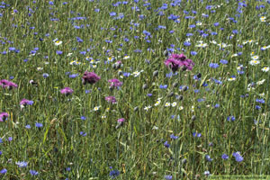 Väddklint, Centaurea scabiosa